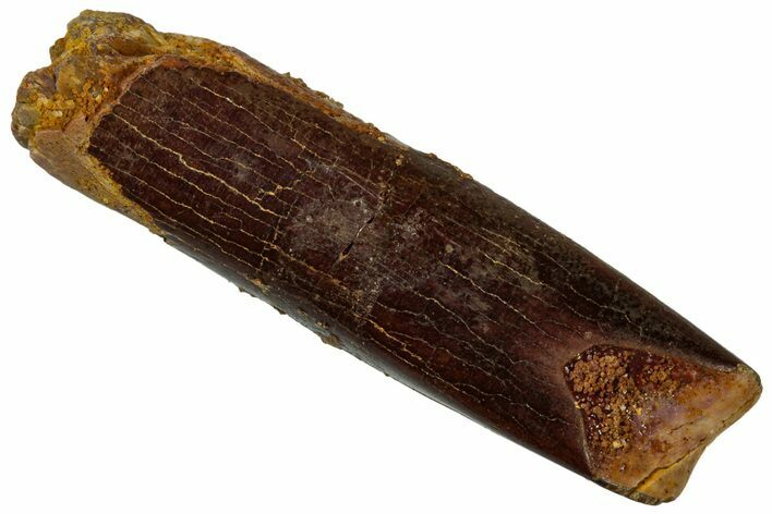 Fossil Sauropod Dinosaur (Titanosaur) Tooth - Morocco #298508